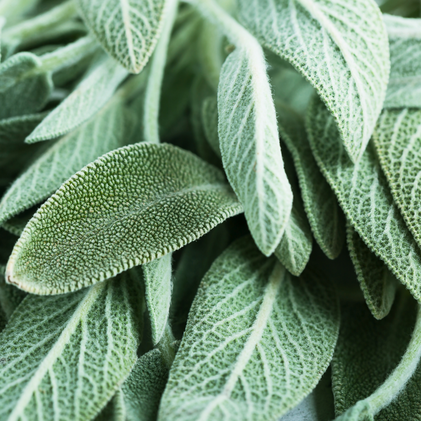 Duo Odeur Zéro – Infusion & Déodorant crème naturel