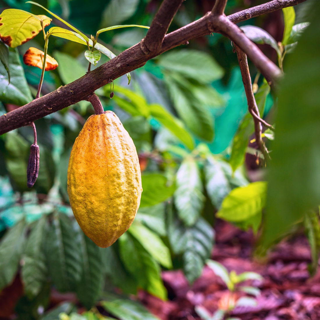 Chocolat 🍫 : Un Élixir de Beauté et d'Énergie