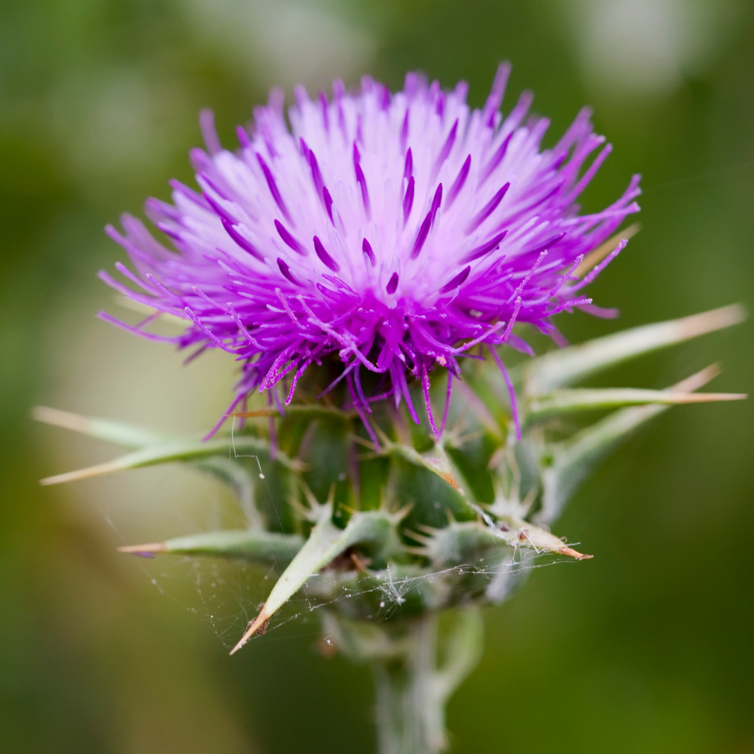 Chardon-Marie : Le Protecteur Naturel du Foie