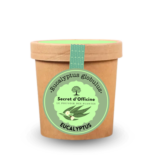 Infusion d’Eucalyptus – Soin respiratoire naturel