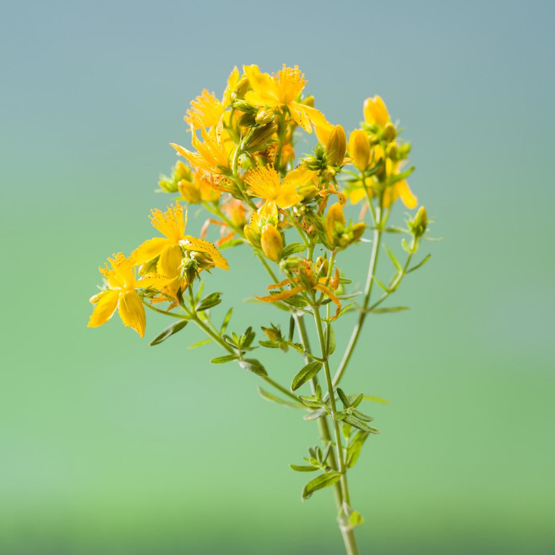 Millepertuis, plantes coupées bio Équilibre Émotionnel et Sérénité Naturelle
