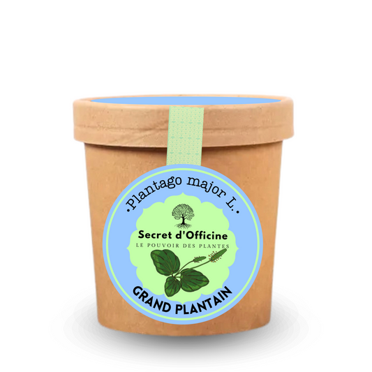 Infusion de Grand Plantain – Soin douceur pour la gorge