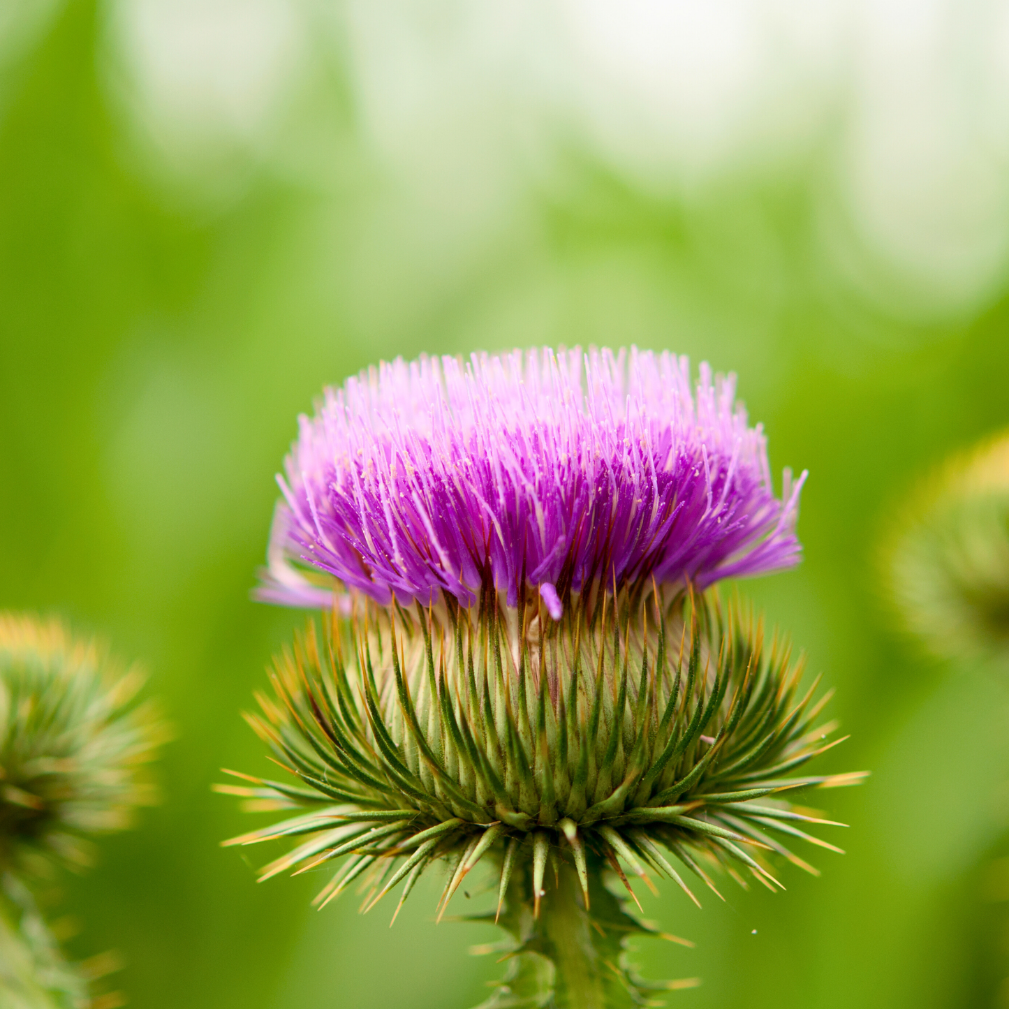 Duo Odeur Zéro – Infusion & Déodorant crème naturel